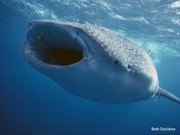 whale-shark-front-beth-davidow-620-tall.jpg 