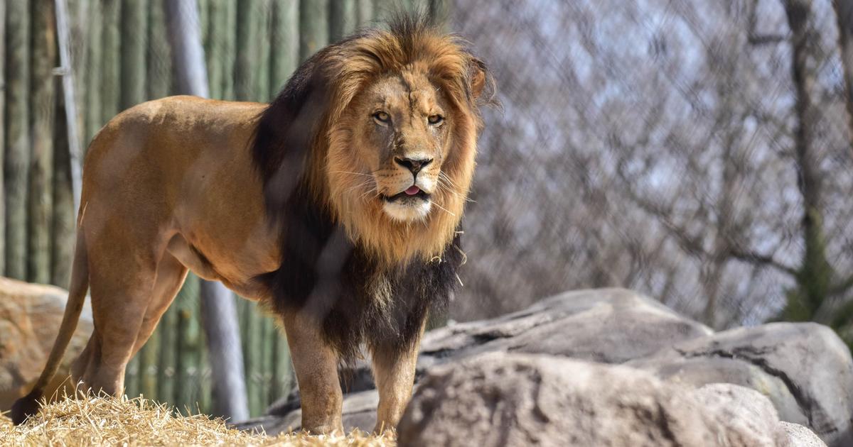 Maryland Zoo Lion Hassan Turns 12 - CBS Baltimore