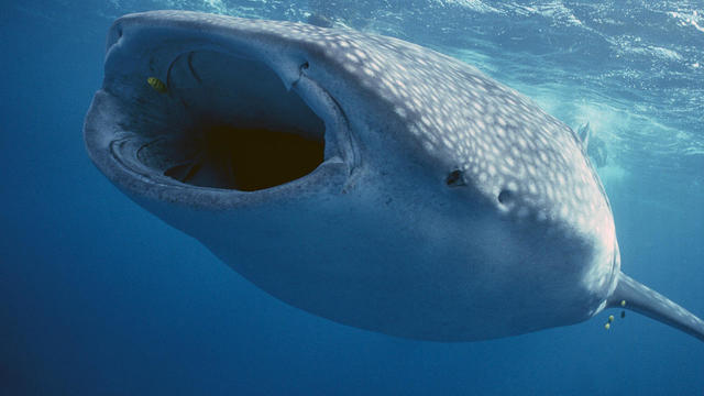 whale-shark-front-beth-davidow-promo.jpg 