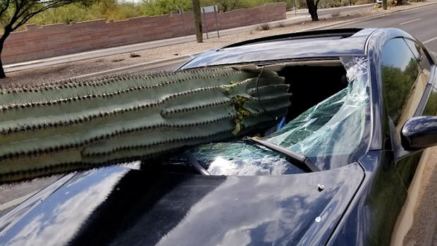 cactus windshield 1 