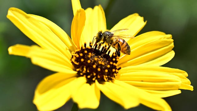 US-ANIMAL-INSECT-FLOWER-BEE 