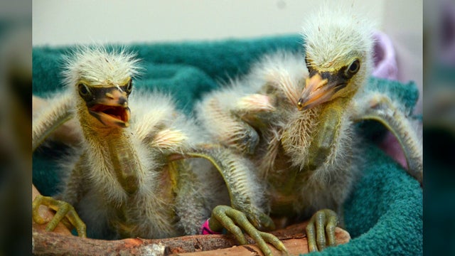 rescued-chicks1.jpg 