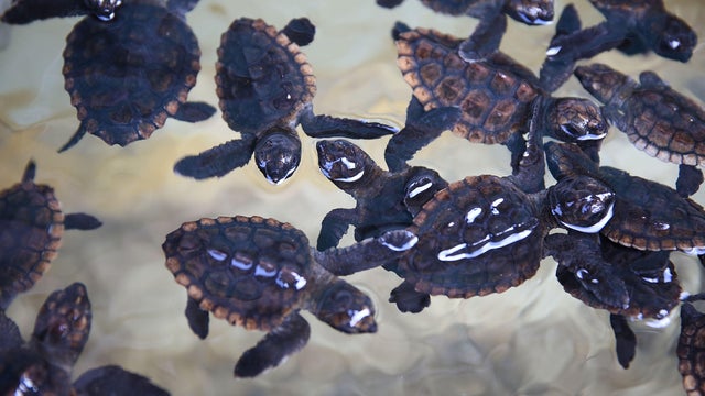 Hundreds Of Sea Turtles Hatchlings Are Released Into Atlantic Ocean 