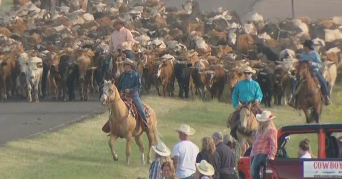 Cattle Hit The Road To Kick Off Cheyenne Frontier Days CBS Colorado