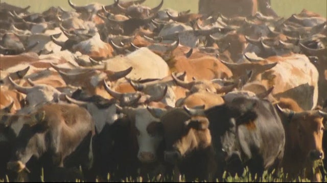 CFD CATTLE ROUNDUP 5PKG_frame_330 