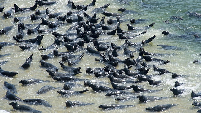 seals.jpg 
