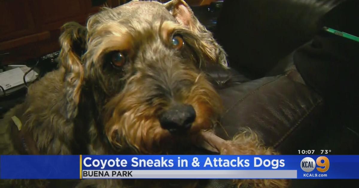 Coyote Kills Dog After Entering Buena Park Home Through 'Doggie Door