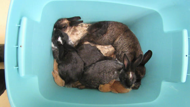 Rabbits found in Monterey County 