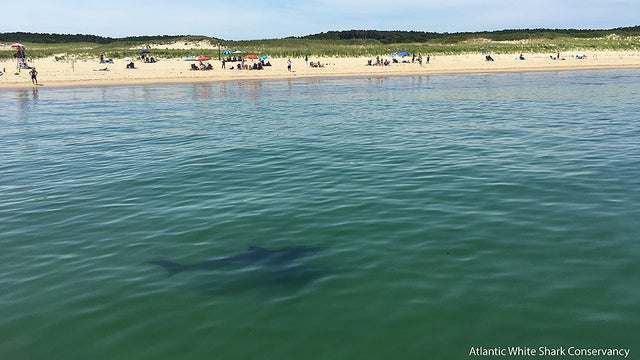 shark.jpg 