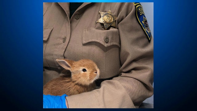 rabbits-found-in-Monterey-County-SPCA-of-MC-2.jpg 