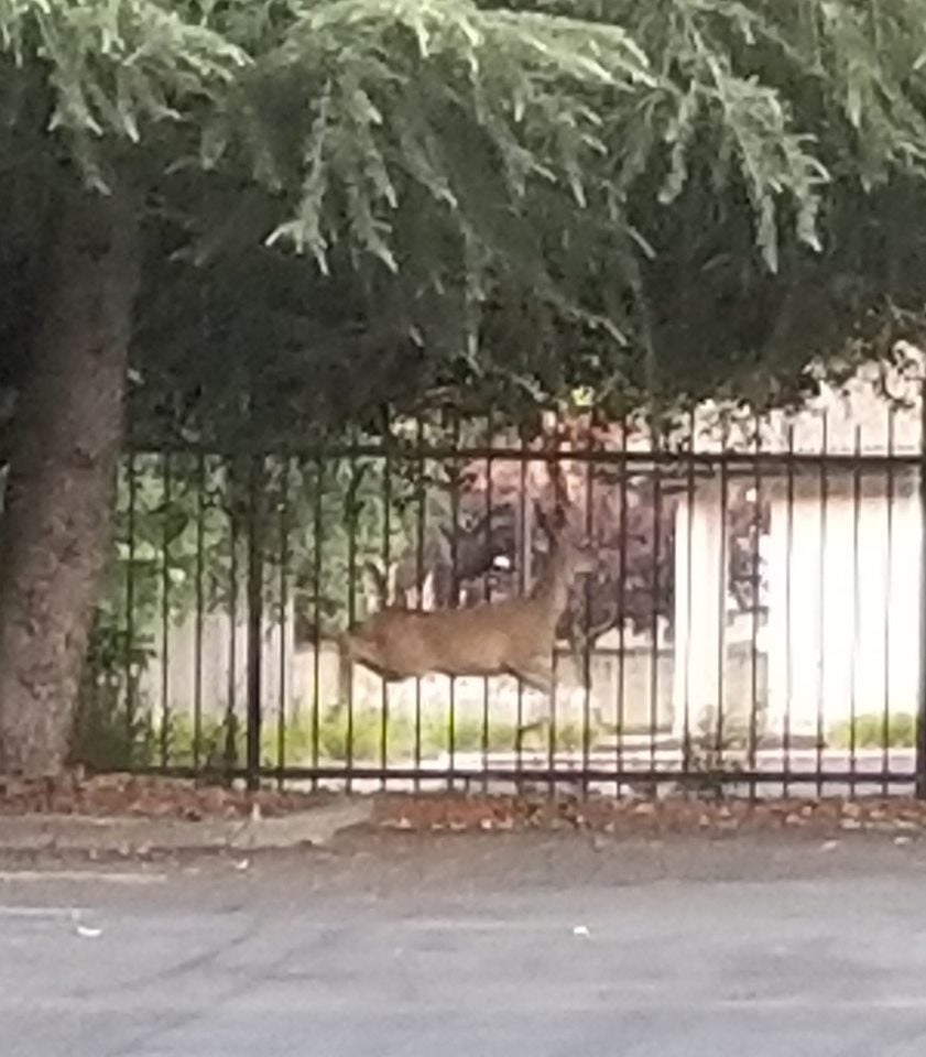 Officers Rescue Fawn Stuck In Fence - CBS Sacramento