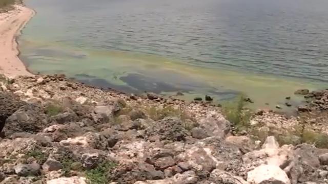 Toxic-Algae.jpg 