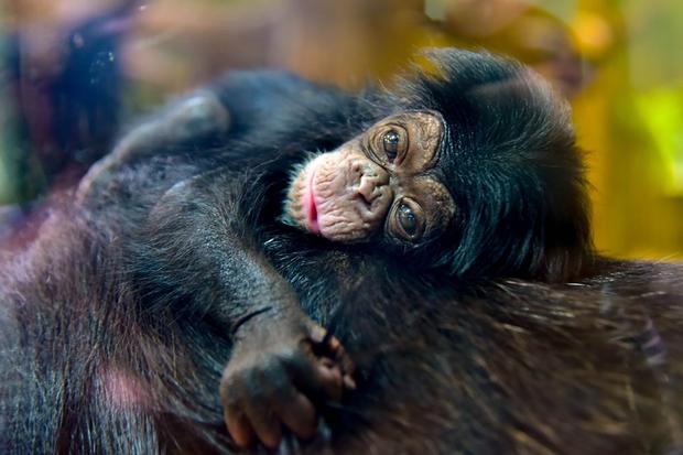 Baby chimp 