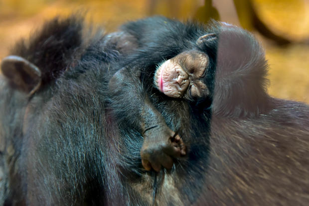 baby chimp 