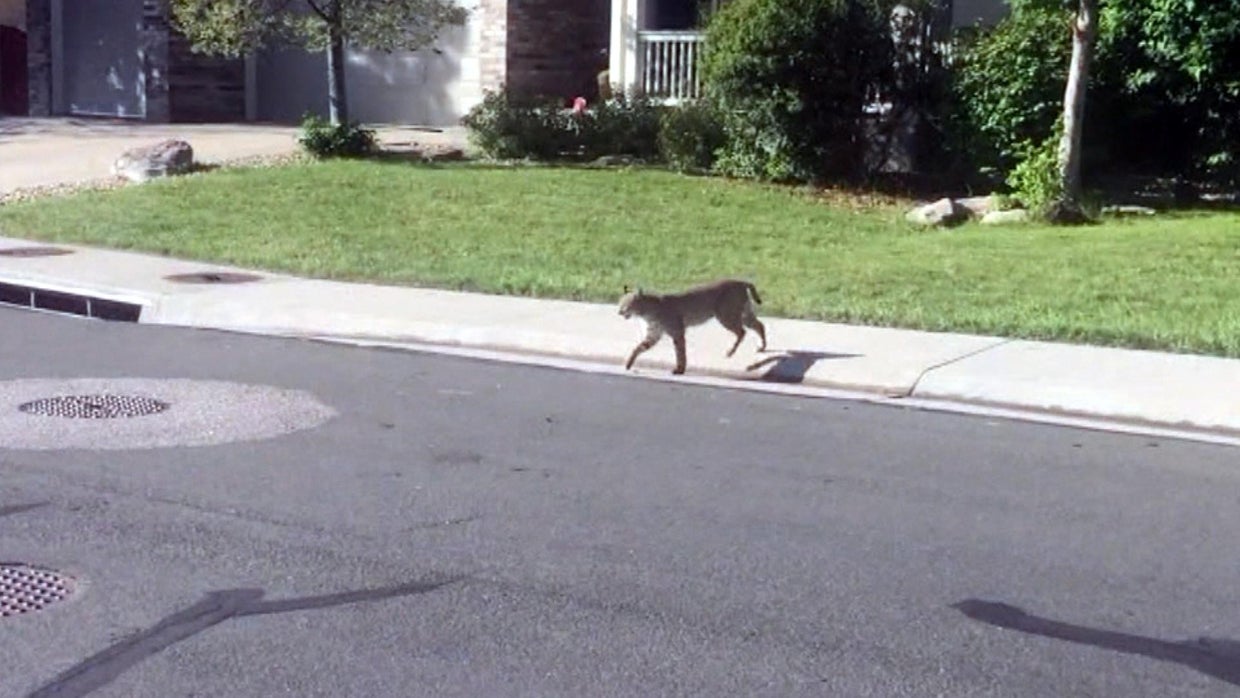 'It's Colorado' Bobcats Showing Up In Urban Areas More Frequently