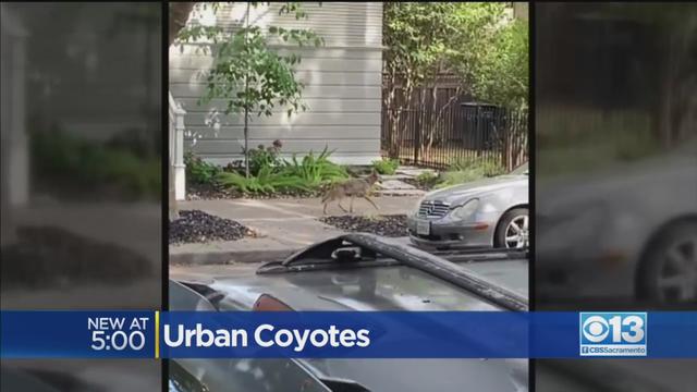 urban-coyotes.jpg 