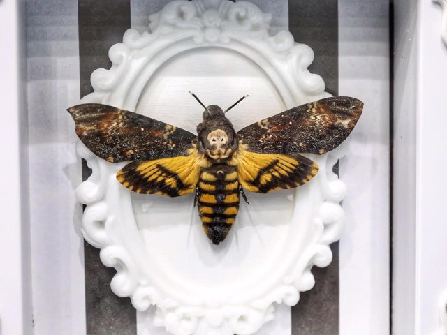 jake-barlow-oddities-and-curiosities-expo-31.jpg