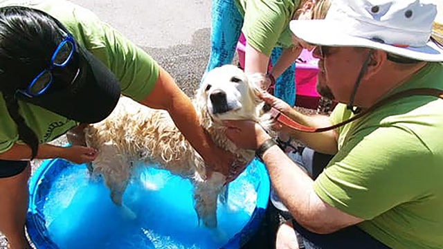 dog-wash-cropped.jpg 