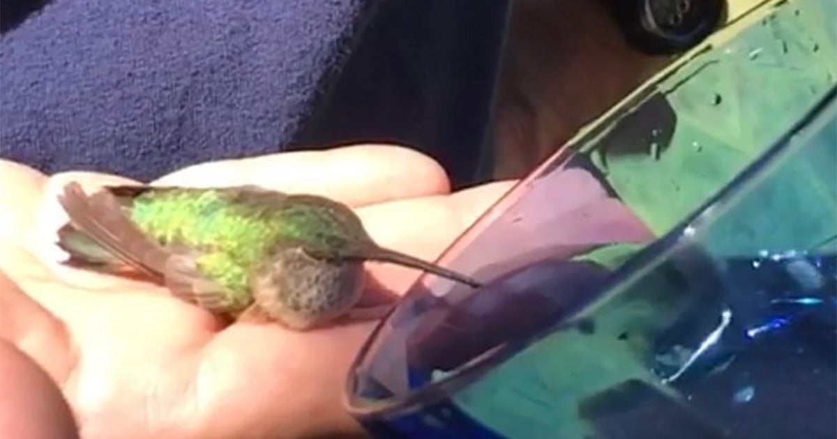 Hummingbird Goes To Fire Station For Help - CBS Colorado