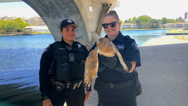 Foster-City-Police-Officer-Katherine-Perez-and-Peninsula-Humane-Society-Animal-Control-Officer-Samantha-Reynolds-with-the-owl.jpg 