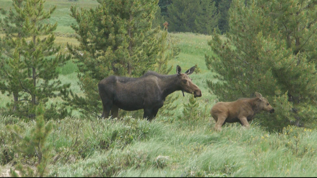 Moose-RMNP_frame_906.png 