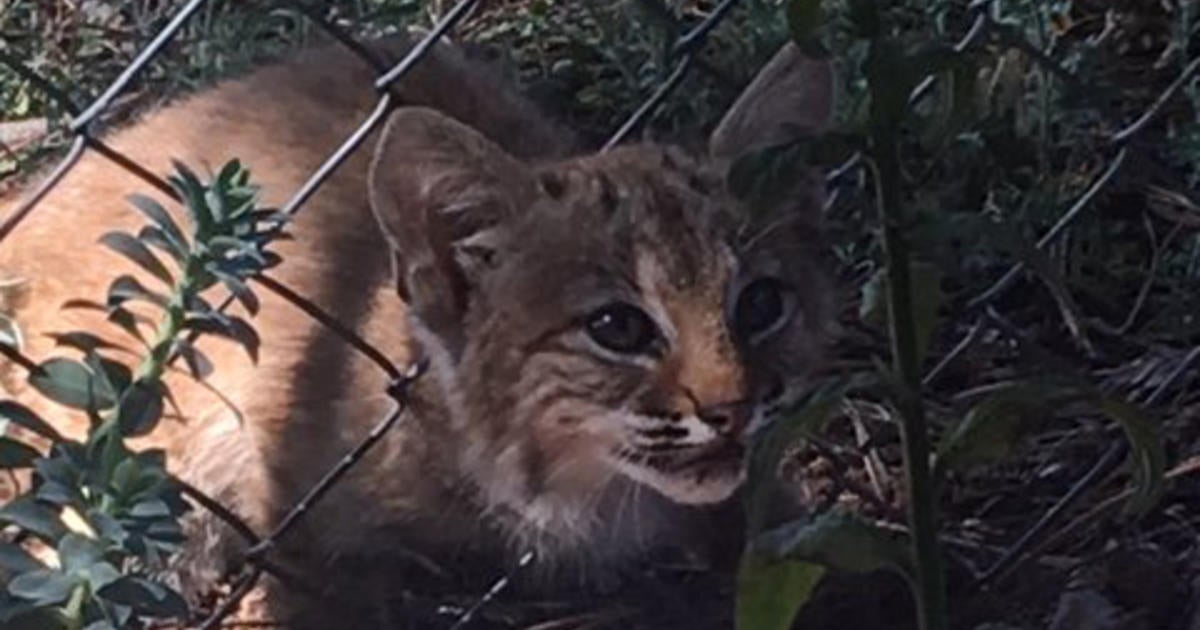 baby bobcat escapes michigan city zoo found safe