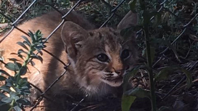baby-bobcat-stuck-in-fence-via-lakewood-pd-1.jpg 