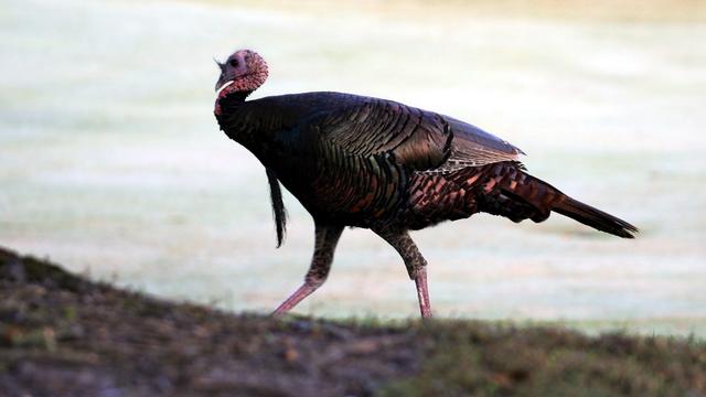 wildturkey-1.jpg 