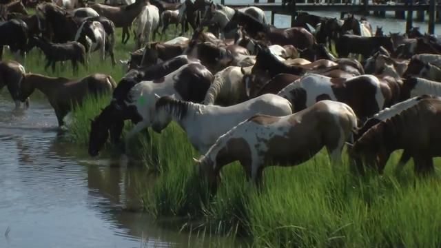 Chincoteague-Pony-Swim-1.jpg 