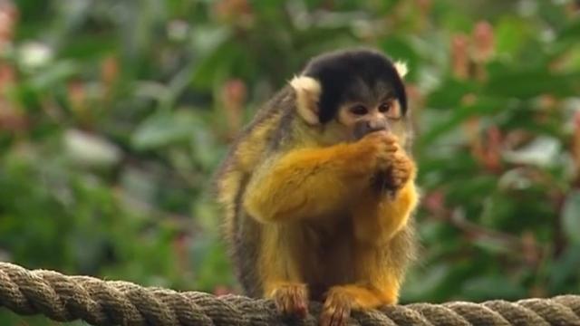 12 monkeys stolen from Louisiana zoo, officials say