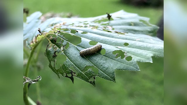 Viburnum-Leaf-Beetle.jpg 