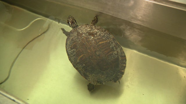 19-PKG-TURTLE-RESCUE_WFOR11NK.jpg 