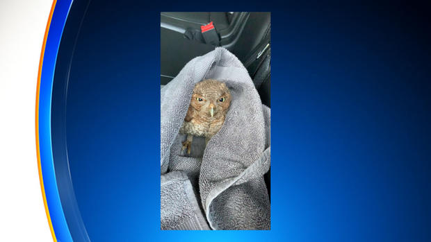 baby owl rescued 