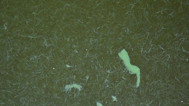 CharlesRiverAlgae1.jpg 