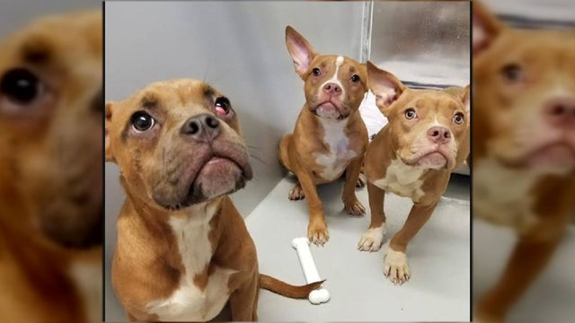 forest-hills-puppies.jpg 