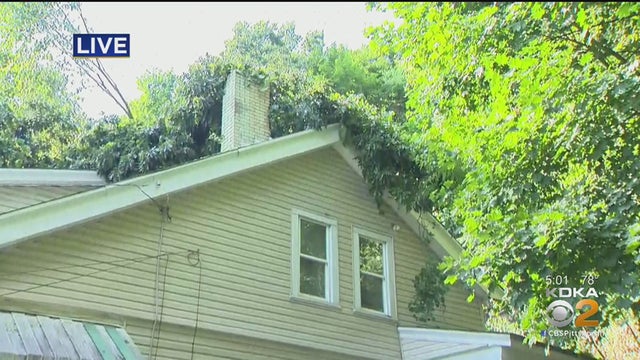 TreeHouseSewickley.jpg 