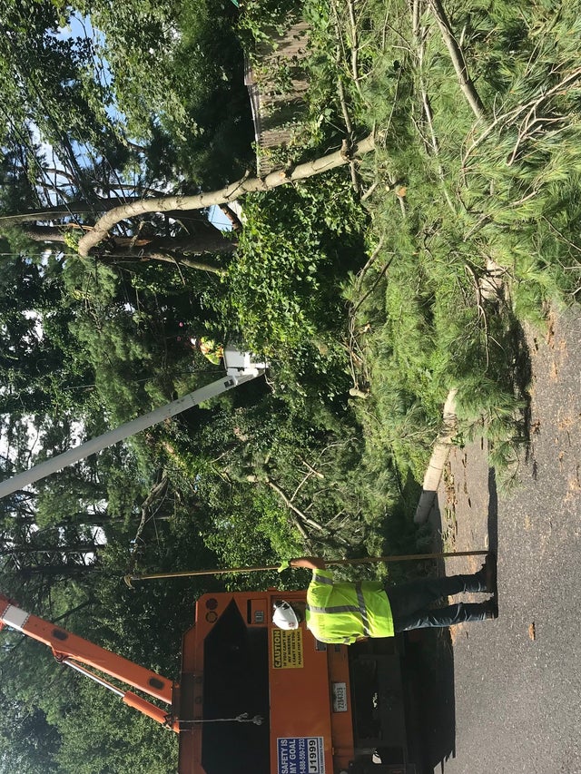 pseg tree crew working