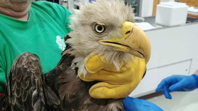 injured-eagle.jpg 