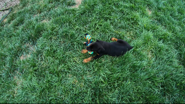 PUPPY RESCUE 10PKG_frame_203 