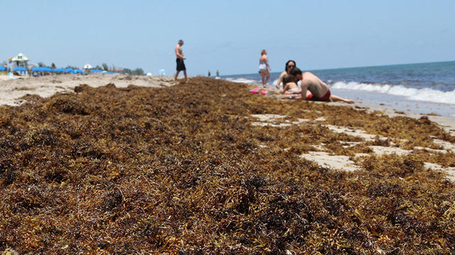 concentrated-masses-of-sargassum-along-a-beach-photo-courtesy-brian-cousin-fau-harbor-branch-promo.jpg 