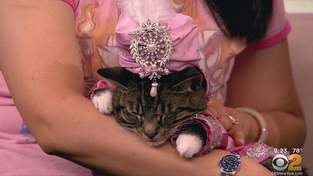 algonquin-hotel-cat-fashion-show.jpg 