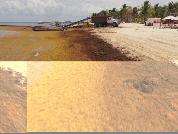 sargassum-yucatan-beaches-promo.jpg 