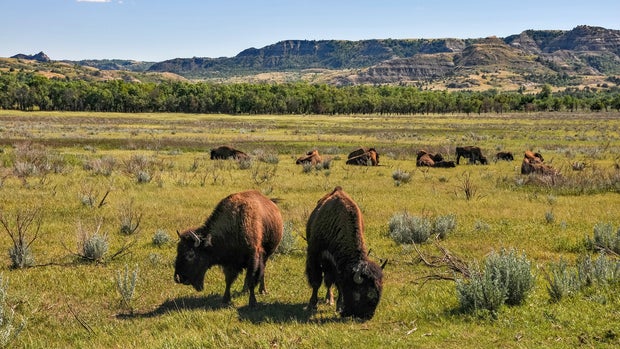Theodore Roosevelt National Park 