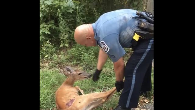Anne-Arundel-County-Officer-Helps-Deer.jpg 