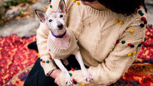 fosterdogs-aprilfospice-2014jan09-1962-cstaceyaxelrod.jpg 