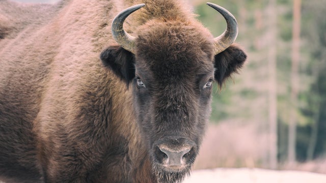 Aurochs (european bison) in wild nature 