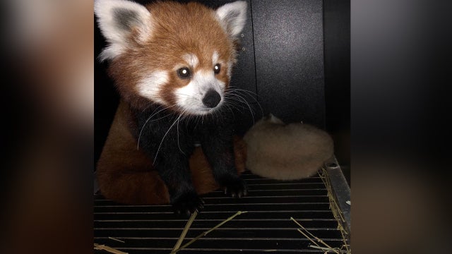 GIZMO-RED-PANDA.jpg 