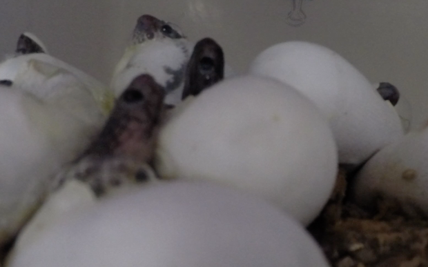 Spitting cobras hatch 