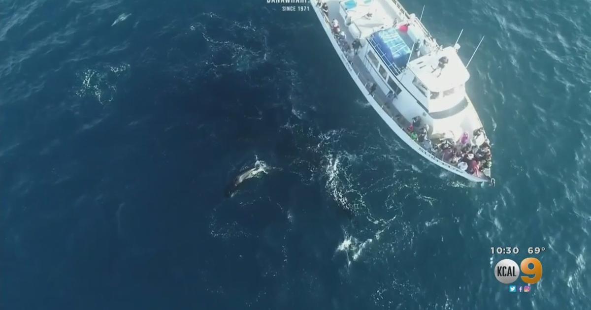 'Show of a Lifetime': Killer Whales Prey On Dolphins Feet From Whale ...