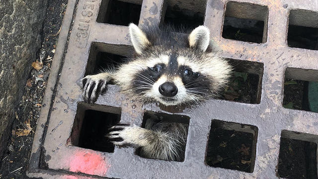 raccoon-newton-storm-drain.jpg 